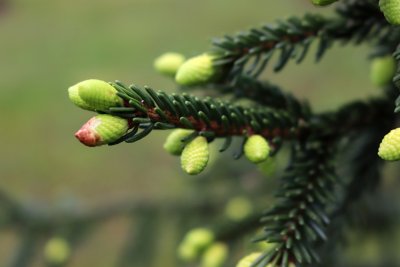 Picea omorica 'Pendula' - smrk omorika - jarní výhonky